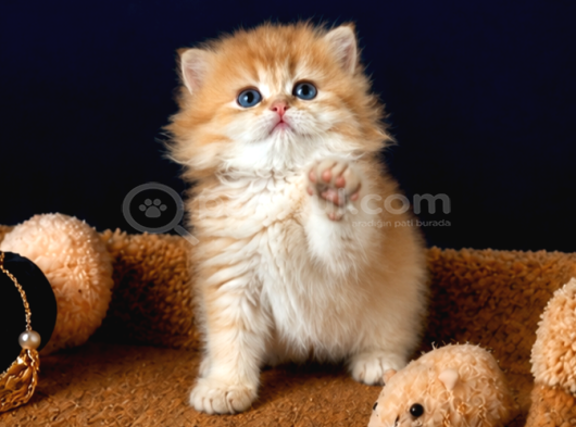 British longhair Golden Yavru