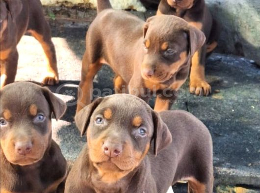 Safkan King Doberman Yavrular görsel