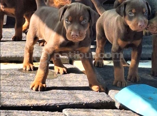 Safkan King Doberman Yavrular görsel