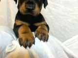Safkan King Doberman Yavrular