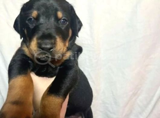 Safkan King Doberman Yavrular görsel