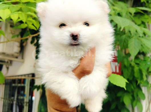 Kar beyazı pomeranian yavruları