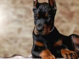 Dev doberman yavrular europa