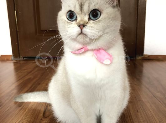 Kedi Görünümlü Melekler