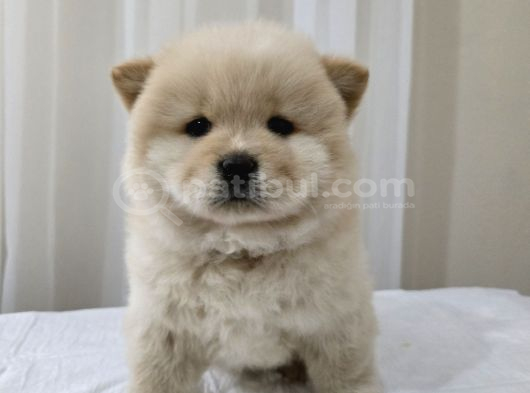 Üst Kali̇te Chow Chow  Yavrularimiz görsel
