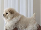 Üst Kali̇te Chow Chow  Yavrularimiz