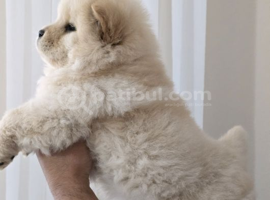 Üst Kali̇te Chow Chow  Yavrularimiz görsel