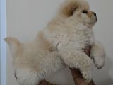 Üst Kali̇te Chow Chow  Yavrularimiz