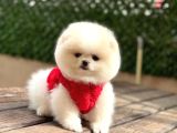 Ayı Teedy Pomerri̇an Boo Sevi̇mli̇ Yavrular