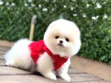 Ayı Teedy Pomerri̇an Boo Sevi̇mli̇ Yavrular