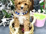 KAHVE TONLU MALTİPOO CİNSİ YAVRULAR
