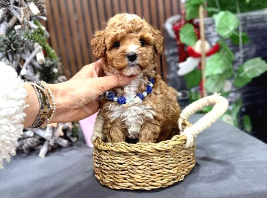 Kahve Tonlu Malti̇poo Ci̇nsi̇ Yavrular görsel