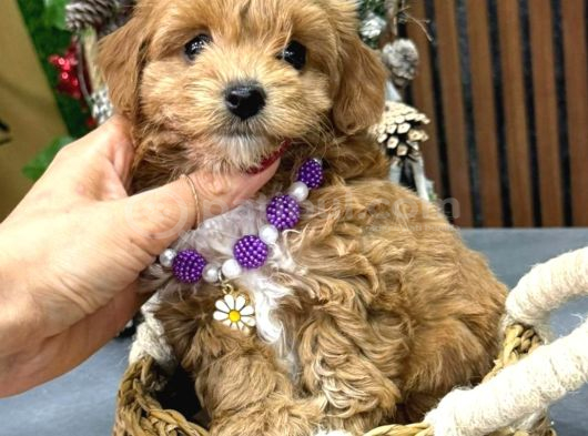Kahve Tonlu Malti̇poo Ci̇nsi̇ Yavrular görsel