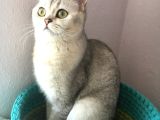 Kedi Görünümlü Melekler