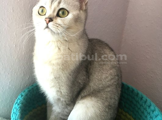 Kedi Görünümlü Melekler görsel