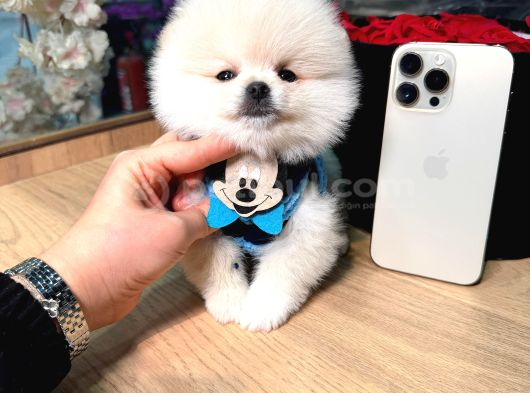 POMERRİAN BOO SEVİMLİ YAVRULAR