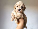 Malti̇poo Ci̇nsi̇ Yavrular Ev Üreti̇mi̇