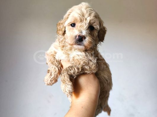 Malti̇poo Ci̇nsi̇ Yavrular Ev Üreti̇mi̇ görsel