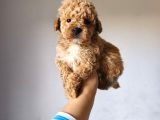 Malti̇poo Ci̇nsi̇ Yavrular Ev Üreti̇mi̇