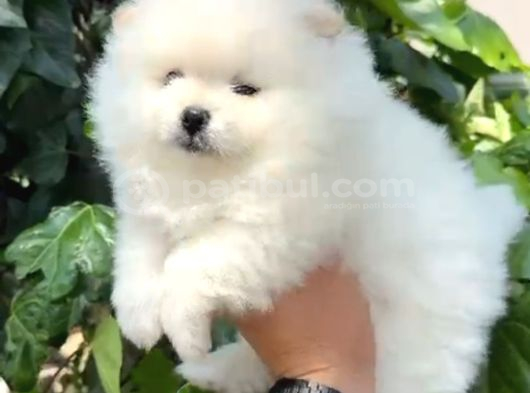 POMERRİAN BOO SEVİMLİ YAVRULAR