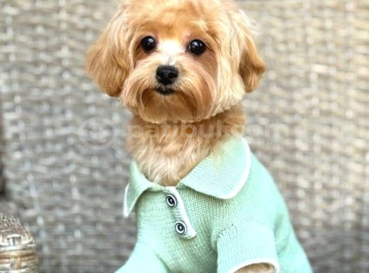 TOY POODLE SEVİMLİ YAVRULAR EV ÜRETİMİ