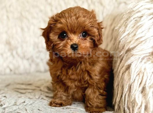 TOY POODLE SEVİMLİ YAVRULAR EV ÜRETİMİ