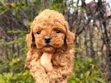 Orijinal toy poodle yavrularımız