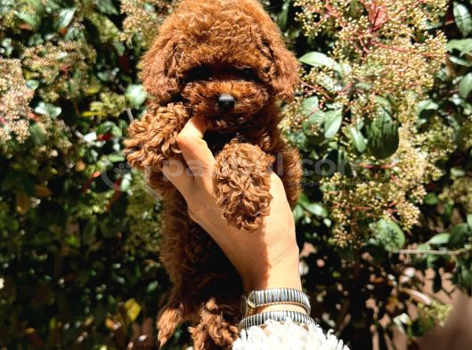 Orjinal kore en küçük poodle