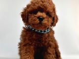 Orjinal toy Boy Poodle Sağlıklı Bebekler