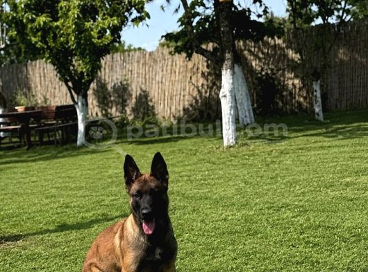 Belçika Malinois yavrular