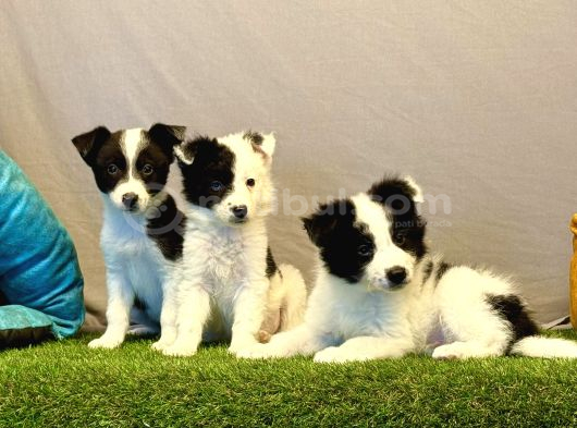 Border Collie Yavrularımız görsel