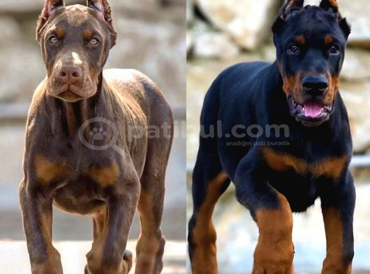 KING DOBERMAN YAVRULAR