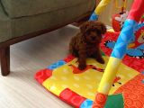 Ev Ortamında Aşılı Redbrown Kore Toypoodle