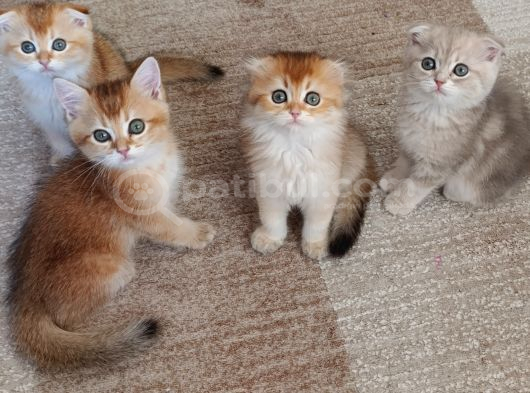 Muhteşem Güzellikteki Yavrularımız görsel
