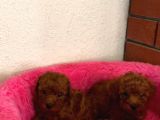 Toypoodle ev ortamında aşılı