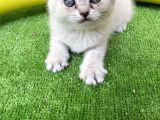 British Shorthair 40 günlük
