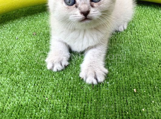 British Shorthair 40 günlük