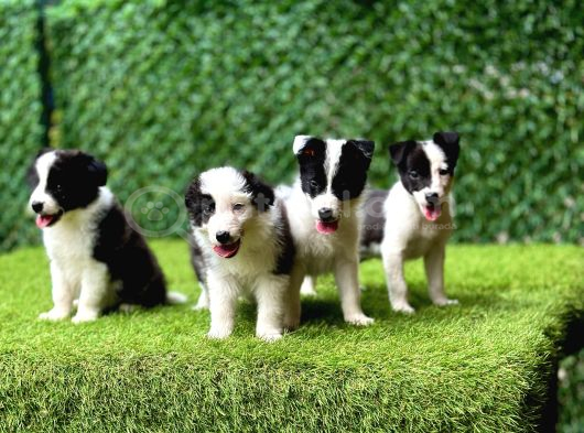 Border Collie Yavrularımız görsel