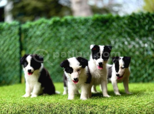 Border Collie Yavrularımız görsel