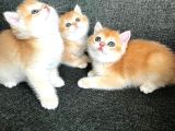 Golden British Shorthair