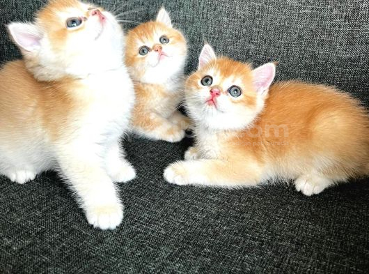 Golden British Shorthair