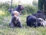 Dev Cane corso yavrular