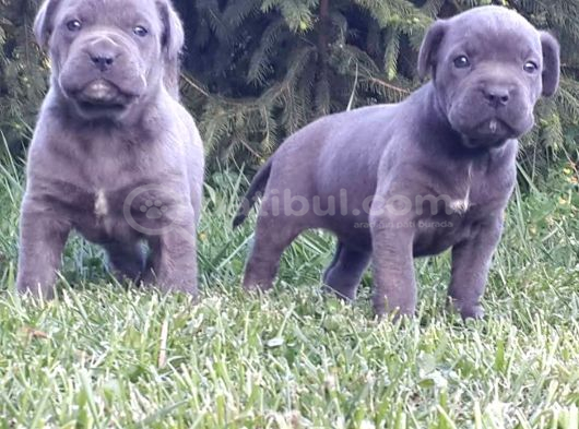 Dev Cane Corso Yavrular görsel
