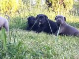 Dev Cane Corso Yavrular