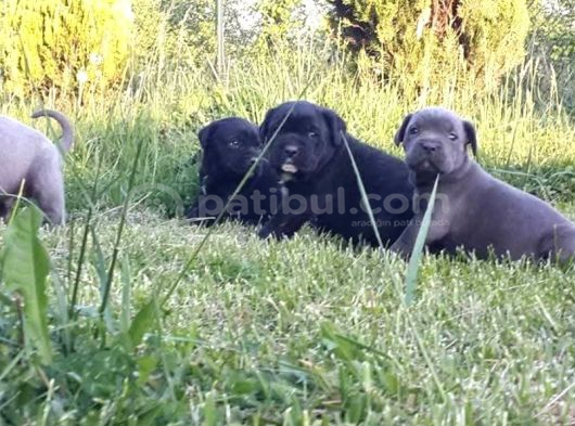 Dev Cane Corso Yavrular görsel