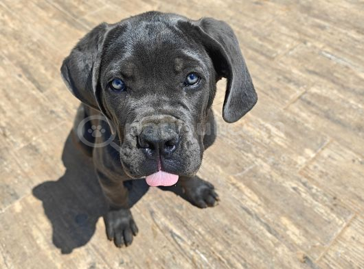 4 Aylık  Blue Cane Corso