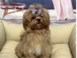 Malti̇poo Ci̇nsi̇ Yavrular Ev Üreti̇mi̇