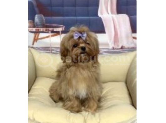 Malti̇poo Ci̇nsi̇ Yavrular Ev Üreti̇mi̇ görsel