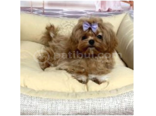 MALTİPOO CİNSİ YAVRULAR EV ÜRETİMİ