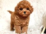 TOY POODLE SEVİMLİ YAVRULAR EV ÜRETİMİ